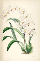 Illustration of Odontoglossum nobile (as syn. Odontoglossum pescatorei)